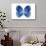 Miss Butterfly Formosana - X-Ray White Edition-Philippe Hugonnard-Photographic Print displayed on a wall