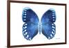 Miss Butterfly Formosana - X-Ray White Edition-Philippe Hugonnard-Framed Photographic Print