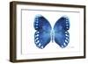 Miss Butterfly Formosana - X-Ray White Edition-Philippe Hugonnard-Framed Photographic Print