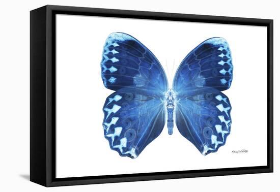 Miss Butterfly Formosana - X-Ray White Edition-Philippe Hugonnard-Framed Stretched Canvas