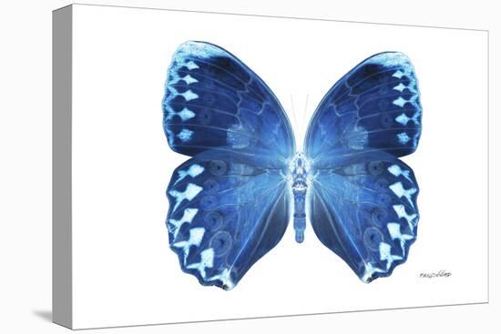 Miss Butterfly Formosana - X-Ray White Edition-Philippe Hugonnard-Stretched Canvas