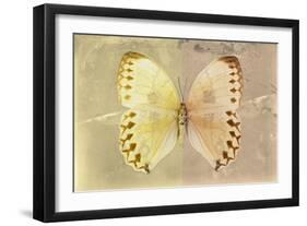 Miss Butterfly Formosana - Yellow & Dark Beige-Philippe Hugonnard-Framed Photographic Print