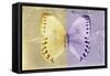 Miss Butterfly Formosana - Yellow & Mauve-Philippe Hugonnard-Framed Stretched Canvas