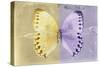 Miss Butterfly Formosana - Yellow & Mauve-Philippe Hugonnard-Stretched Canvas