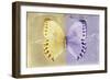 Miss Butterfly Formosana - Yellow & Mauve-Philippe Hugonnard-Framed Photographic Print