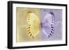 Miss Butterfly Formosana - Yellow & Mauve-Philippe Hugonnard-Framed Photographic Print