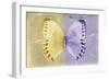 Miss Butterfly Formosana - Yellow & Mauve-Philippe Hugonnard-Framed Photographic Print