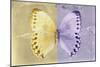 Miss Butterfly Formosana - Yellow & Mauve-Philippe Hugonnard-Mounted Photographic Print