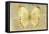 Miss Butterfly Formosana - Yellow-Philippe Hugonnard-Framed Stretched Canvas
