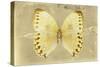 Miss Butterfly Formosana - Yellow-Philippe Hugonnard-Stretched Canvas