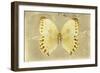 Miss Butterfly Formosana - Yellow-Philippe Hugonnard-Framed Photographic Print
