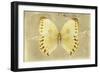 Miss Butterfly Formosana - Yellow-Philippe Hugonnard-Framed Photographic Print