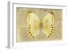 Miss Butterfly Formosana - Yellow-Philippe Hugonnard-Framed Photographic Print