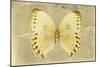 Miss Butterfly Formosana - Yellow-Philippe Hugonnard-Mounted Photographic Print