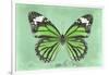 Miss Butterfly Genutia - Green-Philippe Hugonnard-Framed Photographic Print