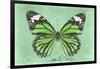 Miss Butterfly Genutia - Green-Philippe Hugonnard-Framed Photographic Print