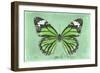 Miss Butterfly Genutia - Green-Philippe Hugonnard-Framed Photographic Print