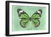 Miss Butterfly Genutia - Green-Philippe Hugonnard-Framed Photographic Print
