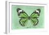 Miss Butterfly Genutia - Green-Philippe Hugonnard-Framed Photographic Print