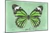 Miss Butterfly Genutia - Green-Philippe Hugonnard-Mounted Photographic Print