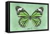 Miss Butterfly Genutia - Green-Philippe Hugonnard-Framed Stretched Canvas