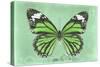 Miss Butterfly Genutia - Green-Philippe Hugonnard-Stretched Canvas