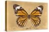 Miss Butterfly Genutia - Honey-Philippe Hugonnard-Stretched Canvas