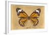 Miss Butterfly Genutia - Honey-Philippe Hugonnard-Framed Photographic Print