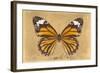 Miss Butterfly Genutia - Honey-Philippe Hugonnard-Framed Photographic Print