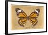 Miss Butterfly Genutia - Honey-Philippe Hugonnard-Framed Photographic Print