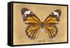 Miss Butterfly Genutia - Honey-Philippe Hugonnard-Framed Stretched Canvas