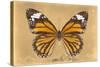 Miss Butterfly Genutia - Honey-Philippe Hugonnard-Stretched Canvas