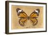 Miss Butterfly Genutia - Honey-Philippe Hugonnard-Framed Photographic Print