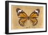 Miss Butterfly Genutia - Honey-Philippe Hugonnard-Framed Photographic Print