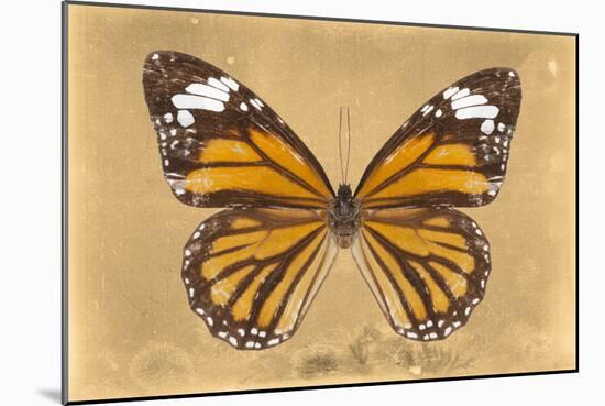 Miss Butterfly Genutia - Honey-Philippe Hugonnard-Mounted Photographic Print