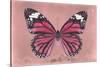 Miss Butterfly Genutia - Hot Pink-Philippe Hugonnard-Stretched Canvas