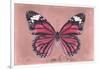 Miss Butterfly Genutia - Hot Pink-Philippe Hugonnard-Framed Photographic Print