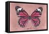 Miss Butterfly Genutia - Hot Pink-Philippe Hugonnard-Framed Stretched Canvas