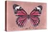 Miss Butterfly Genutia - Hot Pink-Philippe Hugonnard-Stretched Canvas