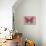 Miss Butterfly Genutia - Hot Pink-Philippe Hugonnard-Photographic Print displayed on a wall