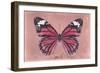 Miss Butterfly Genutia - Hot Pink-Philippe Hugonnard-Framed Photographic Print