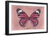 Miss Butterfly Genutia - Hot Pink-Philippe Hugonnard-Framed Photographic Print