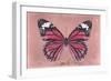 Miss Butterfly Genutia - Hot Pink-Philippe Hugonnard-Framed Photographic Print