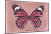 Miss Butterfly Genutia - Hot Pink-Philippe Hugonnard-Mounted Photographic Print
