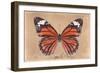 Miss Butterfly Genutia - Orange-Philippe Hugonnard-Framed Photographic Print