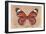 Miss Butterfly Genutia - Orange-Philippe Hugonnard-Framed Photographic Print