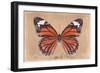 Miss Butterfly Genutia - Orange-Philippe Hugonnard-Framed Photographic Print