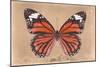 Miss Butterfly Genutia - Orange-Philippe Hugonnard-Mounted Photographic Print