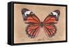 Miss Butterfly Genutia - Orange-Philippe Hugonnard-Framed Stretched Canvas