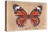 Miss Butterfly Genutia - Orange-Philippe Hugonnard-Stretched Canvas